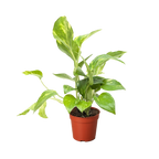 Golden Pothos — Easy-Care Trailing Houseplant live plant