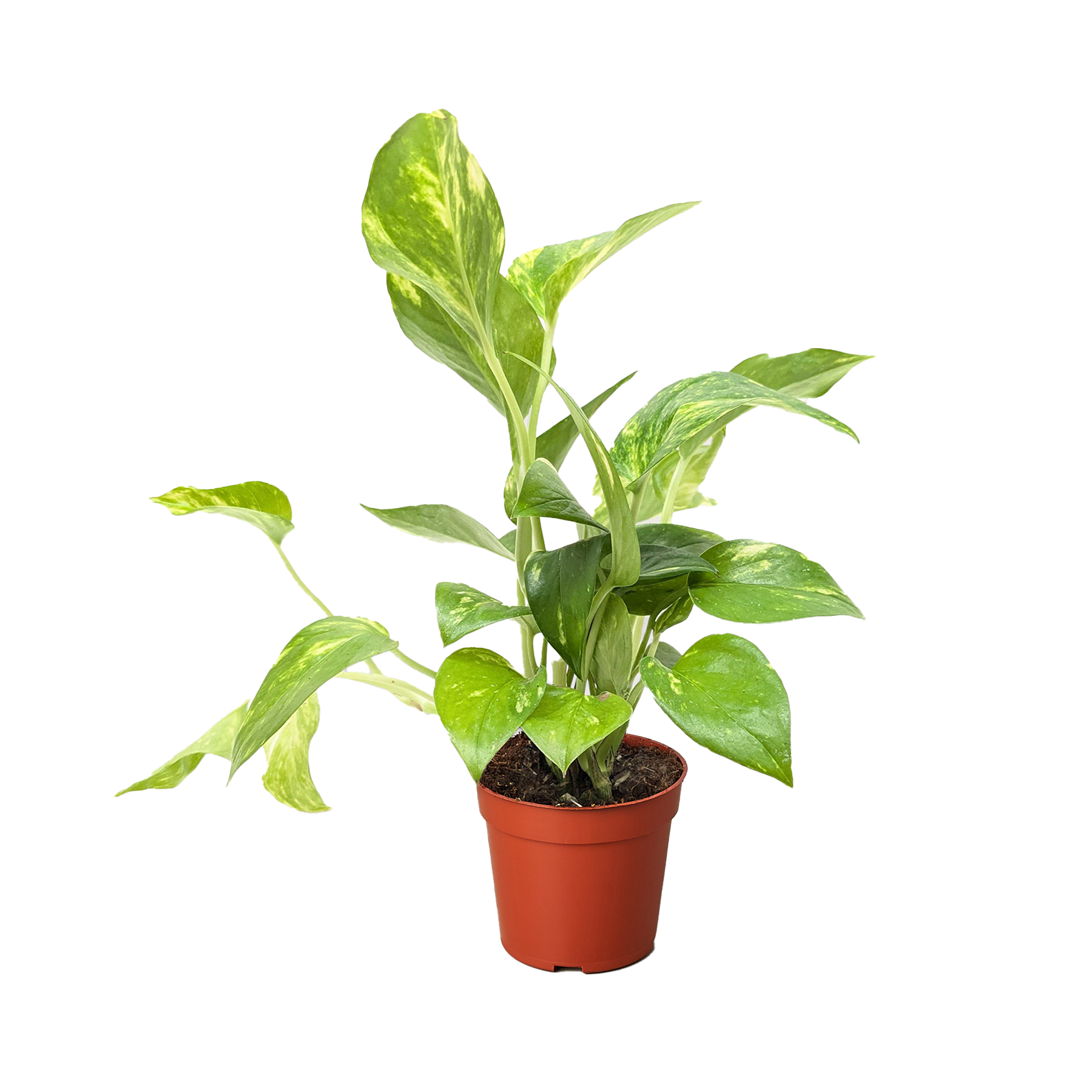 Golden Pothos — Easy-Care Trailing Houseplant live plant