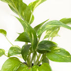 Golden Pothos — Easy-Care Trailing Houseplant live plant