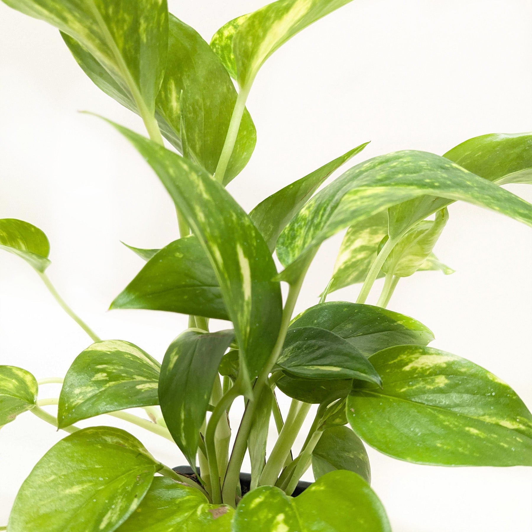 Golden Pothos — Easy-Care Trailing Houseplant live plant
