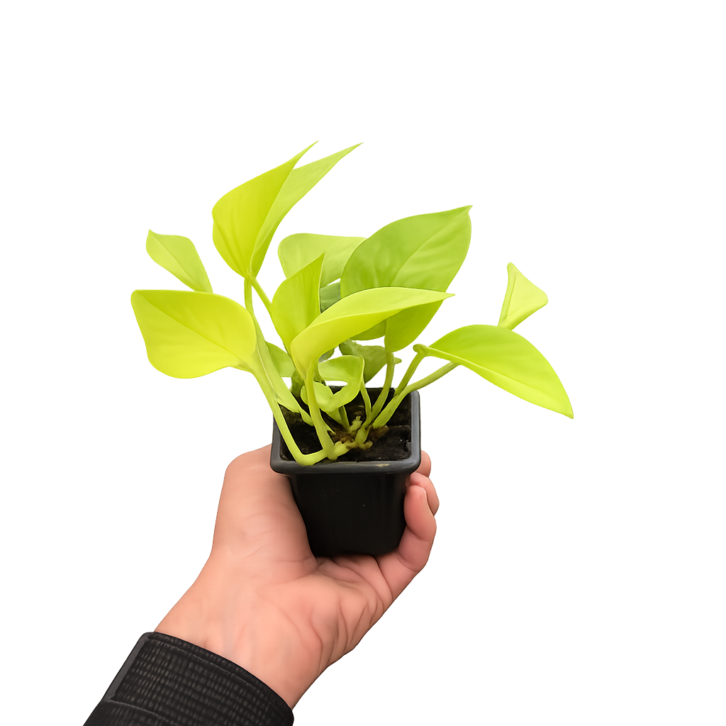 Neon Pothos — Bright Chartreuse Vine live plant
