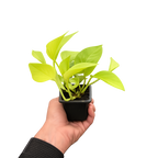 Neon Pothos — Bright Chartreuse Vine live plant