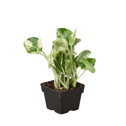 N'Joy Pothos — Variegated Houseplant live plant