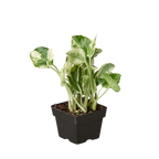 N'Joy Pothos — Variegated Houseplant live plant