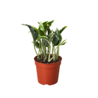 Pothos 'Shangri La'