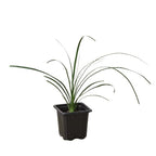 Ponytail Palm — Easy-Care Indoor Tree live plant