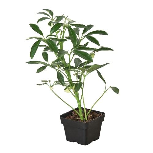 Moonlight Umbrella Plant — Lime Schefflera live plant