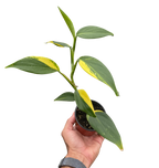 Scindapsus 'Coriaceus'