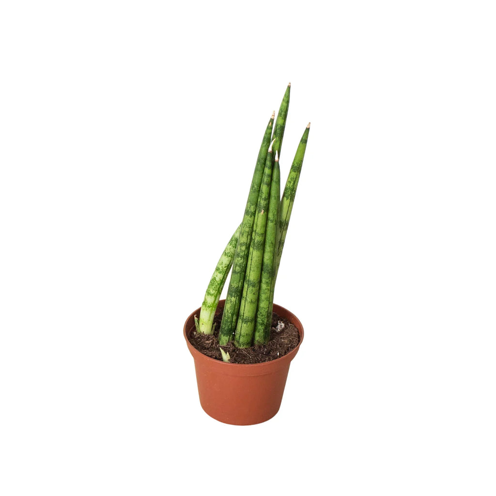 Cylindrical Snake Plant — Sculptural Upright Plant live plant