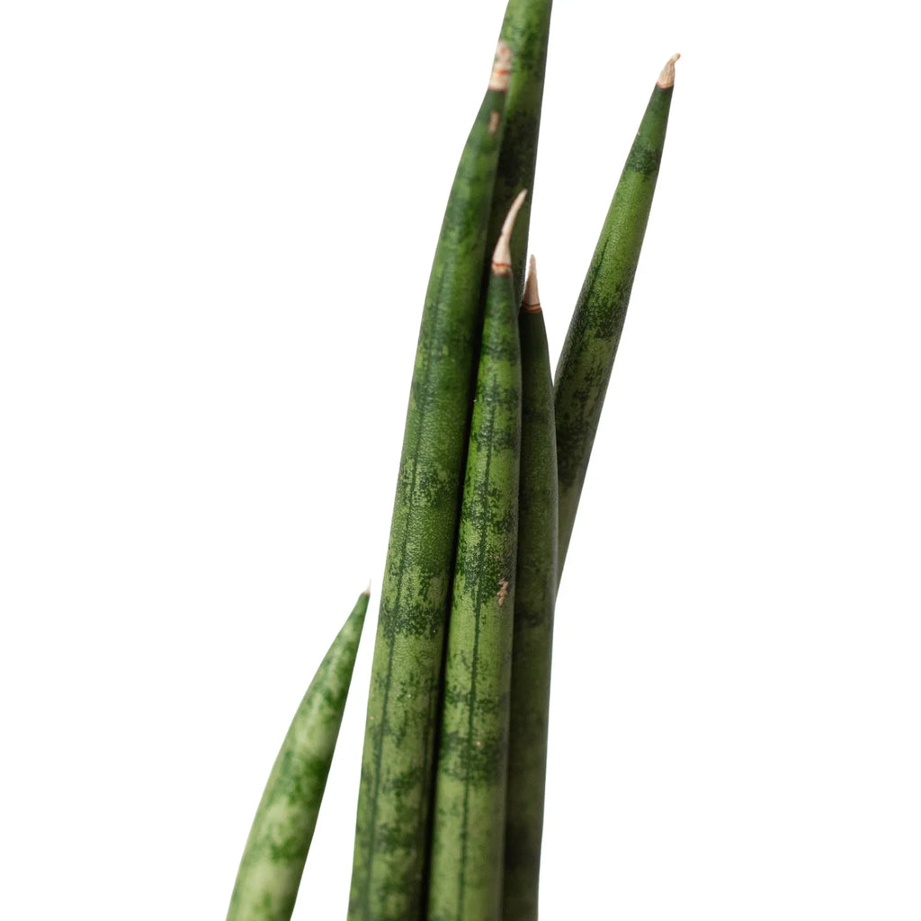 Cylindrical Snake Plant — Sculptural Upright Plant live plant