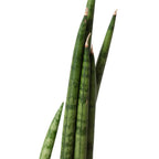 Cylindrical Snake Plant — Sculptural Upright Plant live plant