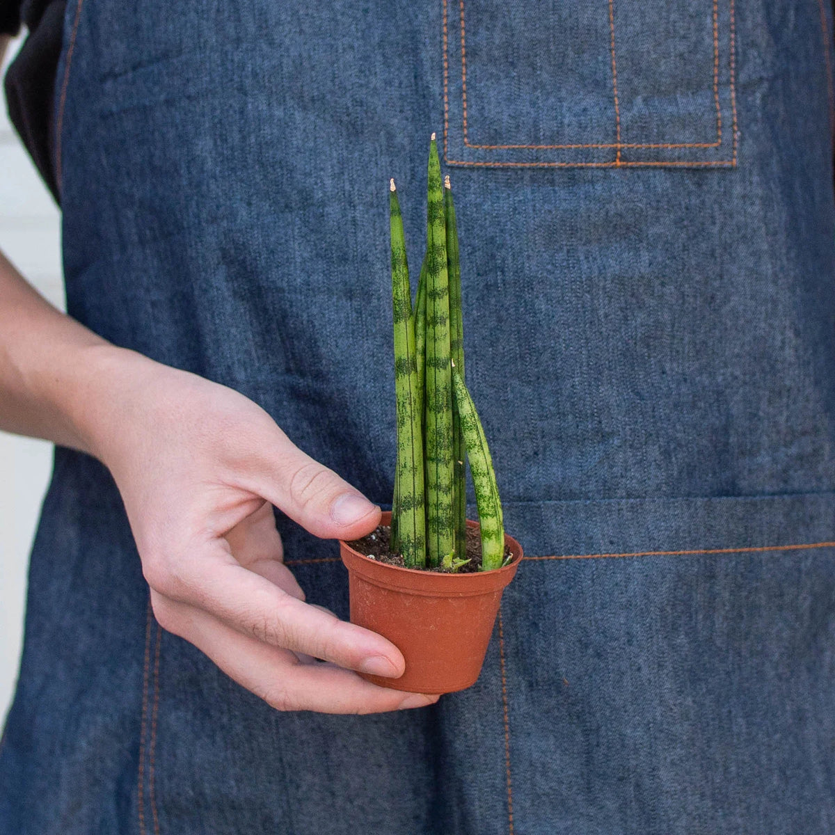 Cylindrical Snake Plant — Sculptural Upright Plant live plant