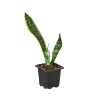 Snake Plant Laurentii