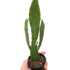 Drooping Prickly Pear Cactus