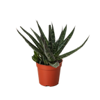Succulent Haworthia Limifolia