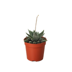 Succulent Haworthia Miami