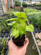 Golden Syngonium — Lime Arrowhead Plant live plant