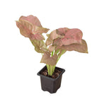 Strawberry Syngonium — Pink Arrowhead Plant live plant