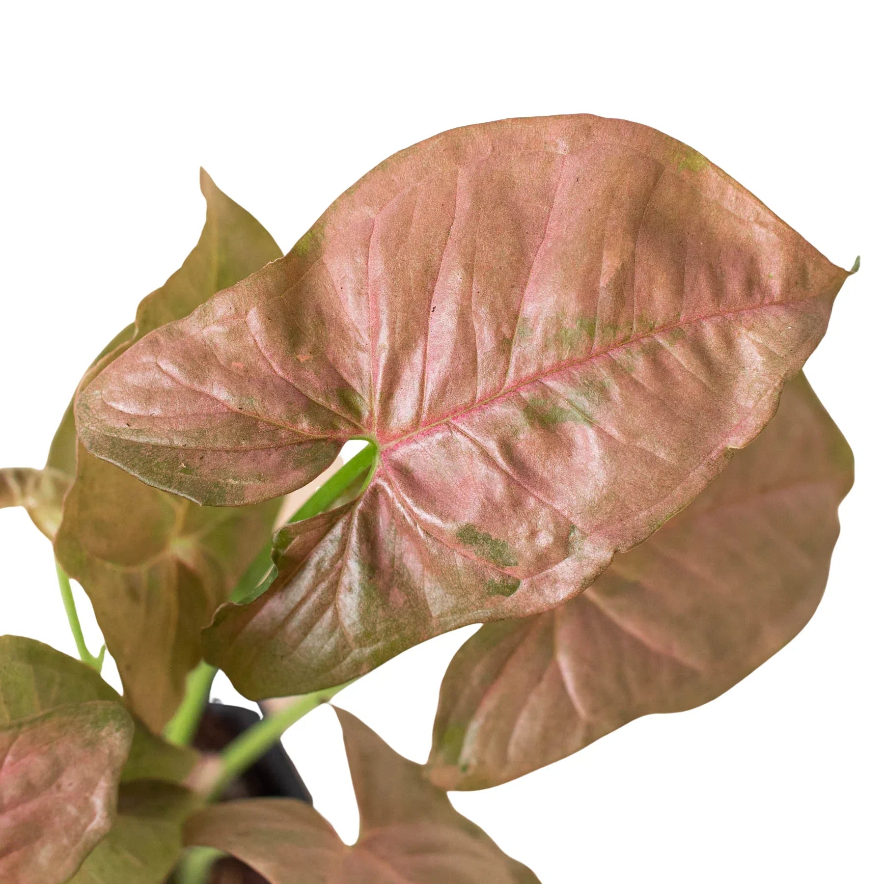 Strawberry Syngonium — Pink Arrowhead Plant live plant