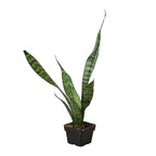 Zeylanica Snake Plant live plant