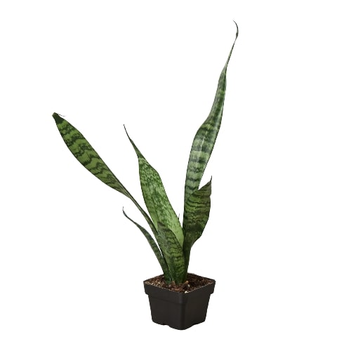 Zeylanica Snake Plant live plant