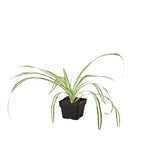Reverse Spider Plant — Variegated Houseplant live plant