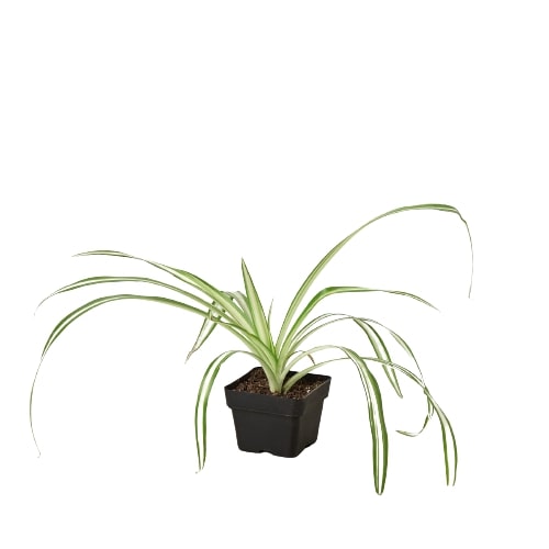 Reverse Spider Plant — Variegated Houseplant live plant