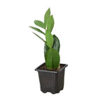 ZZ Plant — Low-Light, Easy-Care Houseplant live plant