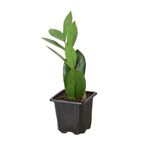 ZZ Plant — Low-Light, Easy-Care Houseplant
