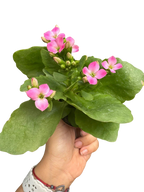 Kalanchoe 'Blossfeldiana'