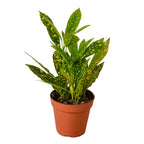 Gold Dust Croton — Speckled Tropical Foliage live plant