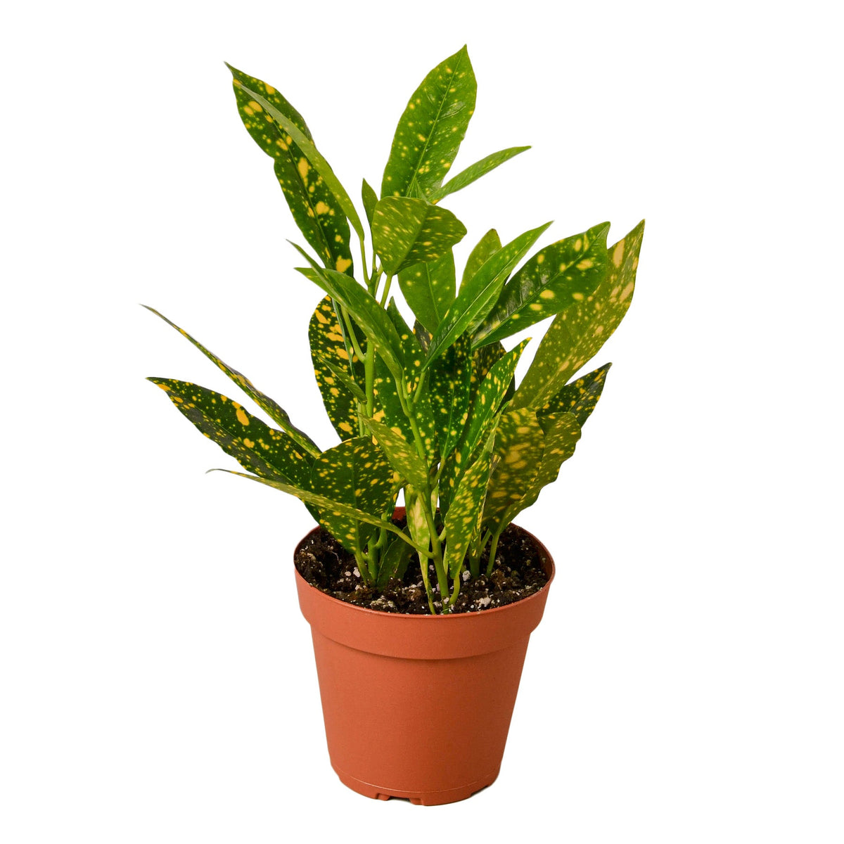 Gold Dust Croton — Speckled Tropical Foliage live plant