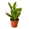 Croton 'Gold Dust' — 4-Inch Pot