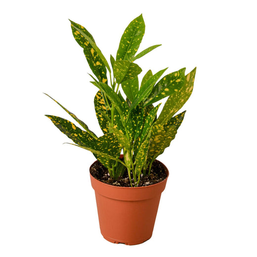 Croton 'Gold Dust' — 4-Inch Pot