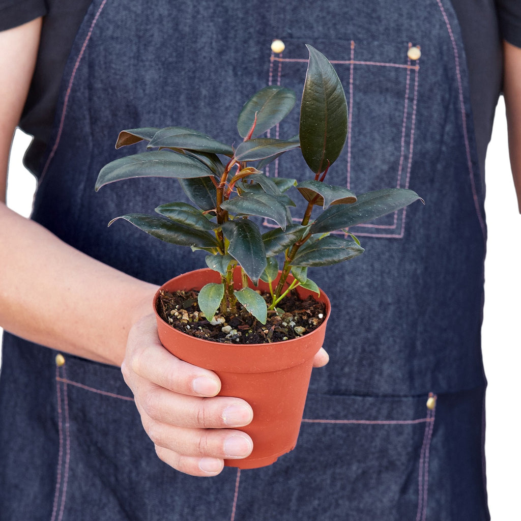 Burgundy Rubber Plant — Ficus Elastica live plant
