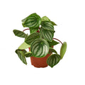 Peperomia Watermelon — 4-Inch Pot