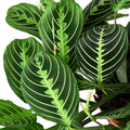 Maranta 'Lemon Lime' — 4-Inch Pot