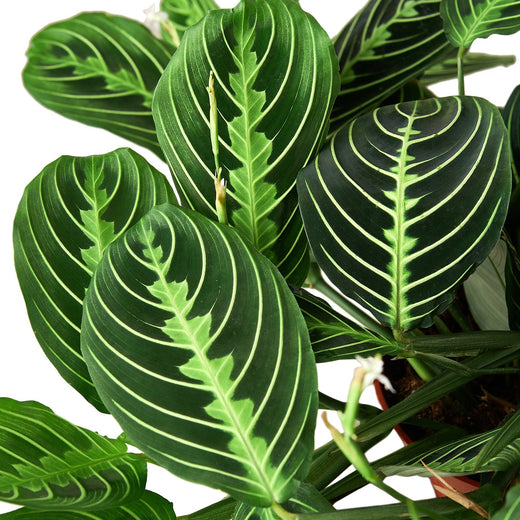 Maranta 'Lemon Lime' — 4-Inch Pot