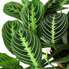 Lemon Lime Maranta — Patterned Prayer Plant live plant