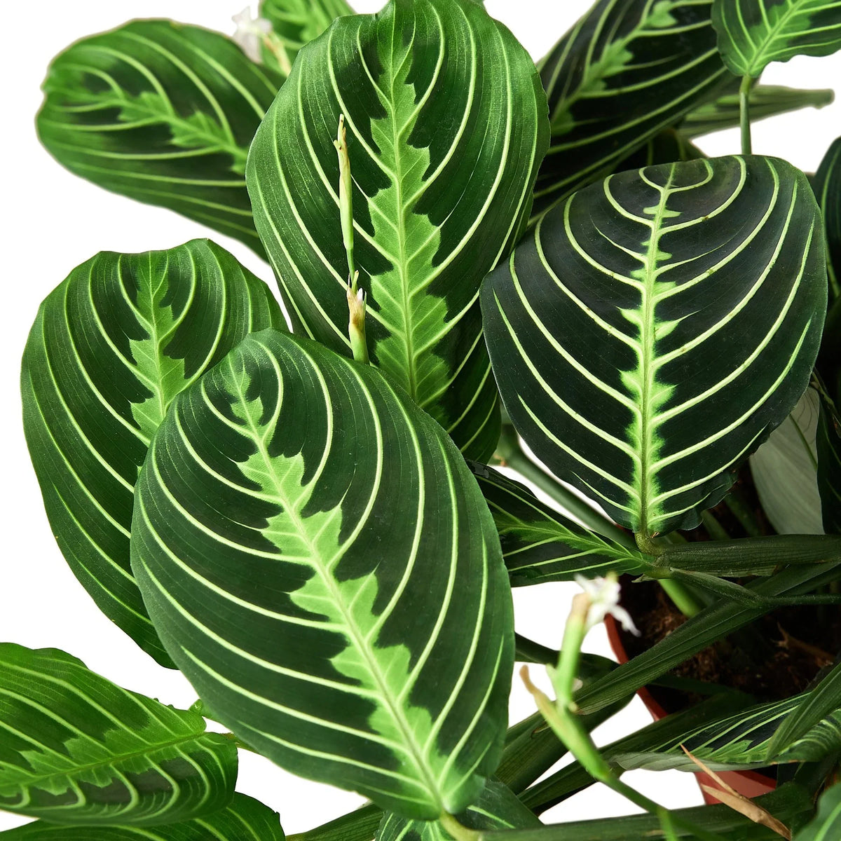 Lemon Lime Maranta — Patterned Prayer Plant live plant