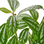 Aluminum Plant — Pilea Cadierei live plant