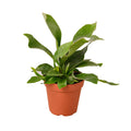 Staghorn Fern — Sculptural Indoor Fern