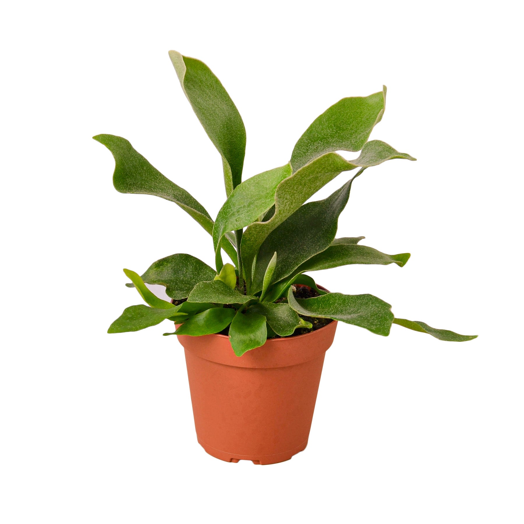 Staghorn Fern — Sculptural Indoor Fern live plant