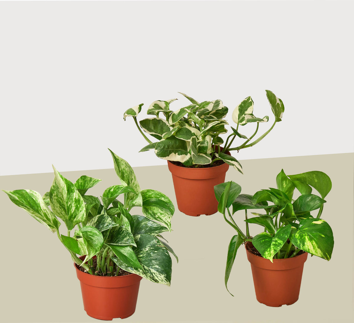 Pothos Trio — Three Easy-Care Houseplants live plant