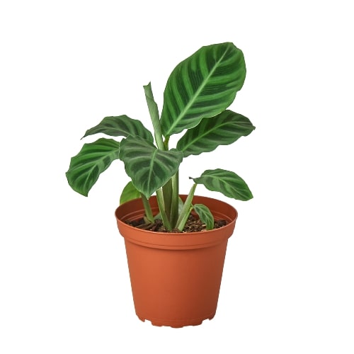 Calathea 'Zebrina' — 4-Inch Pot