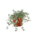 Nettle 'Silver Sparkle' — 4-Inch Pot