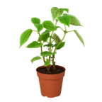 Pilea 'Moon Valley'