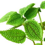 Pilea 'Moon Valley'
