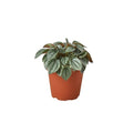 Peperomia 'Napoli Nights' — 4-Inch Pot