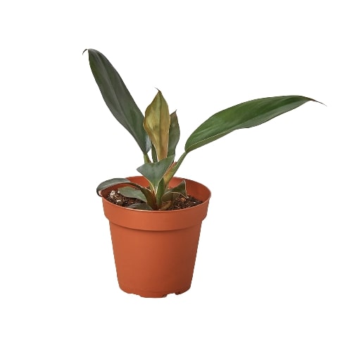 Philodendron 'Black Cardinal' — 4-Inch Pot